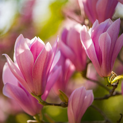 Buitenplant - Magnolia Heaven Scent - Bloeiend - Pot Ø 12cm Hoogte ↕ 30cm