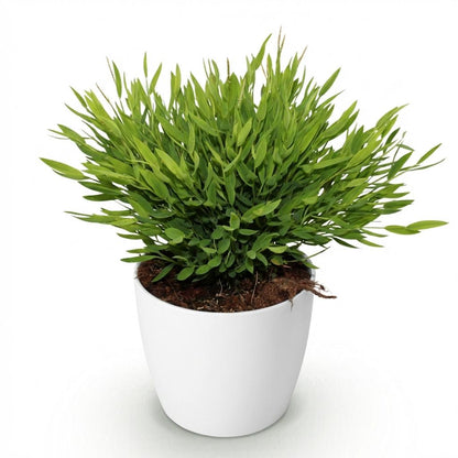 Kamerplant - Pogonatherum paniceum - Pot Ø 12cm Hoogte ↕ 20cm