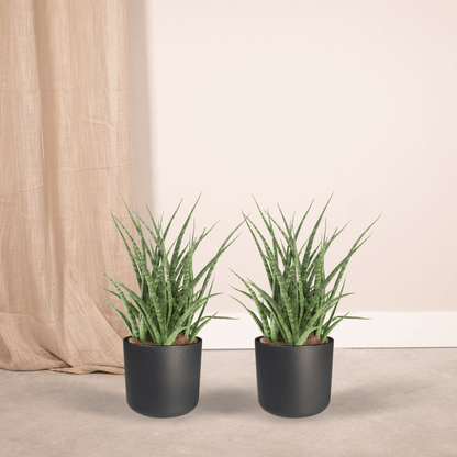 Kamerplant 2x Sansevieria Fernwood Punk - Pot Ø 12cm Hoogte ↕ 30cm