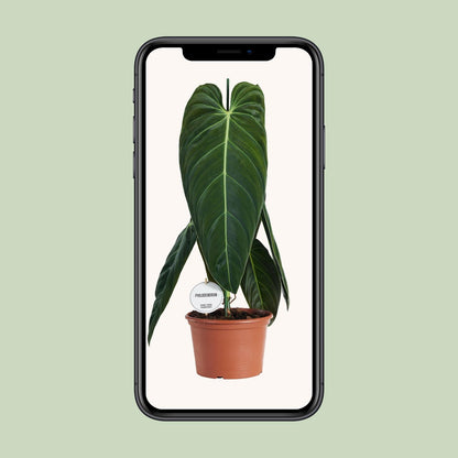 Kamerplant - Philodendron Melanochrysum - Pot Ø 21cm Hoogte ↕ 75cm