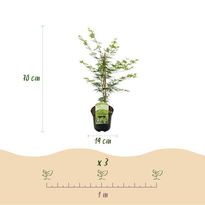 Buitenplant 2x Acer palmatum Emerald Lace - Pot Ø 19cm Hoogte ↕ 70cm