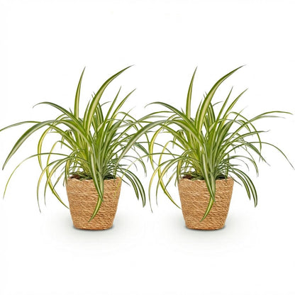 Kamerplant 2x Chlorophytum comosum Variegatum - Pot Ø 12cm Hoogte ↕ 20cm