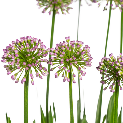 Buitenplant - Allium Senescens 'Millenium' - Bloeiend - Pot Ø 19cm Hoogte ↕ 50-60cm