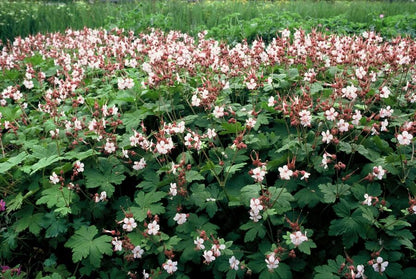 Buitenplant 12x Geranium macr. 'Spessart' - Bloeiend - Pot Ø 9cm Hoogte ↕ 10-25cm