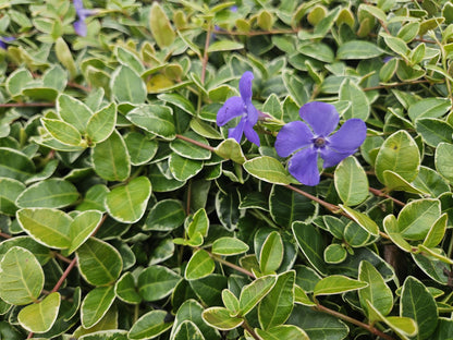 Buitenplant 60x Vinca minor 'Argenteovariegata' - Pot Ø 9cm Hoogte ↕ 10-25cm