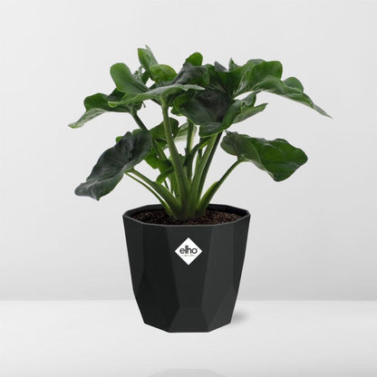 Kamerplant - Philodendron Atom - Pot Ø 14cm
