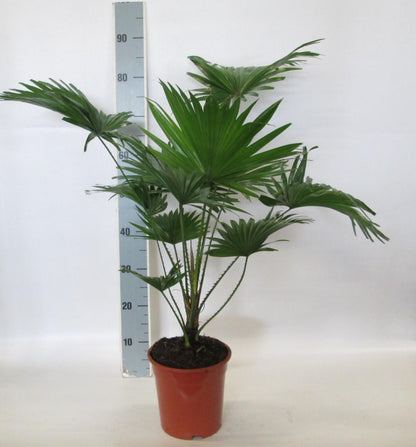 Kamerplant - Livistona Rotundifolia - Pot Ø 19cm Hoogte ↕ 90cm