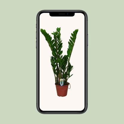 Kamerplant - Zamioculcas Zamiifolia - Pot Ø 14cm Hoogte ↕ 50cm