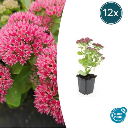 Buitenplant 12x Sedum 'Herbstfreude' - Bloeiend - Pot Ø 9cm Hoogte ↕ 10-25cm