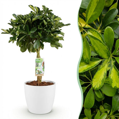 Kamerplant - Schefflera Gold Capelle - Vingerboom - Pot Ø 21cm Hoogte ↕ 70-80cm