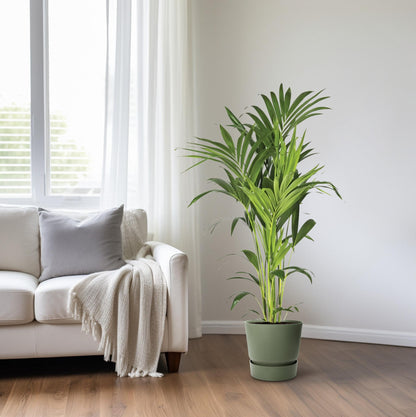 XL kamerplant - Howea Forsteriana - Pot Ø 21cm Hoogte ↕ 130cm
