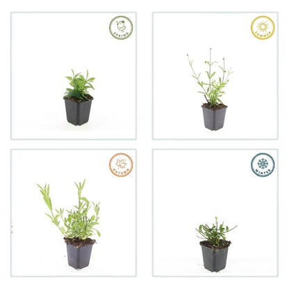 Buitenplant 24x Verbena bon. 'Lollipop' - Bloeiend - Pot Ø 9cm Hoogte ↕ 10-25cm