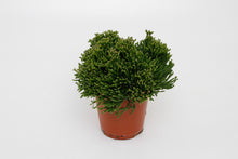 Kamerplant - Hatiora Salicornioides - Pot Ø 12cm Hoogte ↕ 15cm