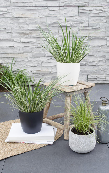 Buitenplant - Acorus gramineus 'Argenteostriatus' - Pot Ø 14cm Hoogte ↕ 30cm