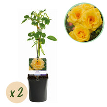 Buitenplant 2x Rosa 'Spring Queen' - Klimroos - Bloeiend - Pot Ø 11cm Hoogte ↕ 40cm