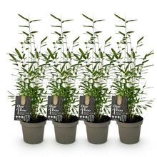 Buitenplant 4x Fargesia Black Dragon - Bladhoudend - Pot Ø 14cm Hoogte ↕ 35cm