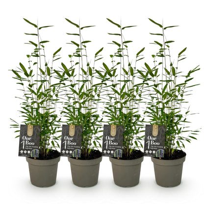 Buitenplant 4x Fargesia Black Dragon - Bladhoudend - Pot Ø 14cm Hoogte ↕ 35cm