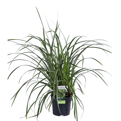 Buitenplant 3x Carex morrowii 'Ice Dance' - Pot Ø 14cm Hoogte ↕ 30cm