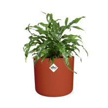 Kamerplant - Microsorum Diversifolium - Pot Ø 14cm