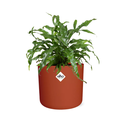 Kamerplant - Microsorum Diversifolium - Pot Ø 14cm