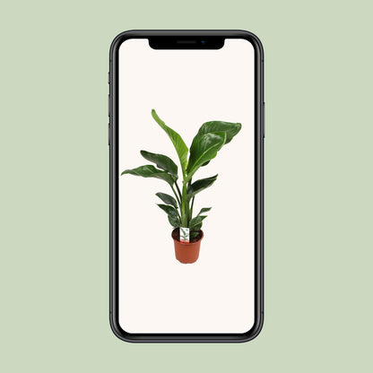 Kamerplant - Strelitzia Nicolai - Hoogte ↕ 35-250cm