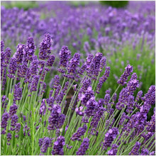 Buitenplant 24x Lavandula angustifolia Felice® - Bloeiend - Pot Ø 12cm Hoogte ↕ 25cm