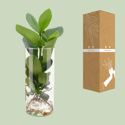 Kamerplant - Clusia In Cylinder Glas - Pot Ø 12cm Hoogte ↕ 30cm