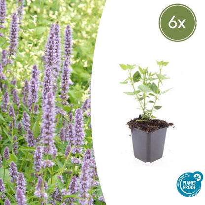 Buitenplant 6x Agastache 'Blue Fortune' - Bloeiend - Pot Ø 9cm Hoogte ↕ 10-25cm