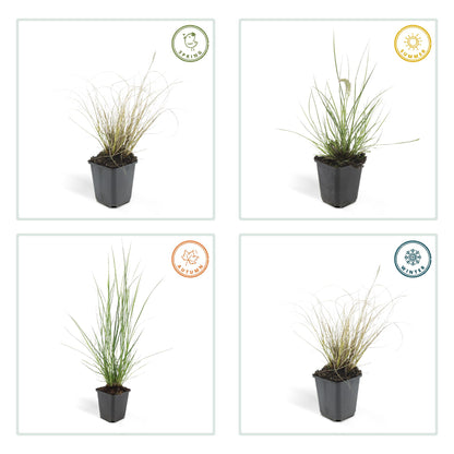 Buitenplant 6x Pennisetum alopecuroides 'Hameln' - Pot Ø 9cm Hoogte ↕ 10-25cm