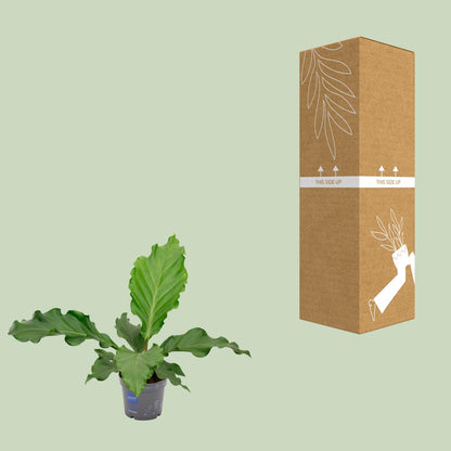 Kamerplant - Anthurium Birdnes - Luchtzuiverend - Pot Ø 17cm Hoogte ↕ 55cm