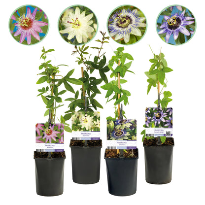 Buitenplant 4x Passiflora 'Rainbow' - Bloeiend - Pot Ø 11cm Hoogte ↕ 40cm