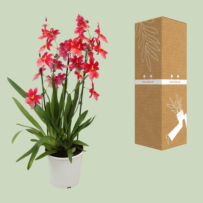 Kamerplant - Orchidee Cambria Nelly Isler - Pot Ø 19cm Hoogte ↕ 70cm