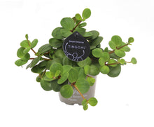 Kamerplant - Peperomia Pecunifolia Pecunii - Pot Ø 11cm Hoogte ↕ 13cm