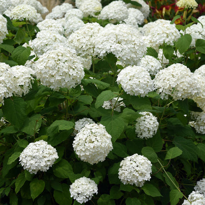 Buitenplant - Hydrangea arborescens Annabelle - Bloeiend - Pot Ø 17cm Hoogte ↕ 50cm