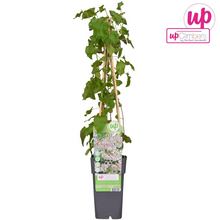 Buitenplant - Fallopia baldschuanica - Bruidsluier - Pot Ø 15cm Hoogte ↕ 65cm