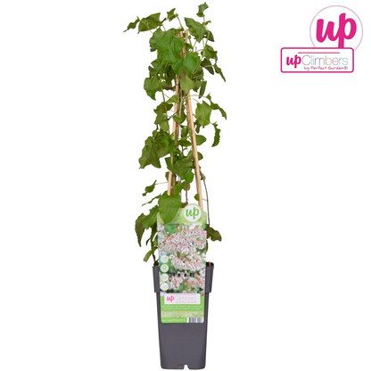 Buitenplant - Fallopia baldschuanica - Bruidsluier - Pot Ø 15cm Hoogte ↕ 65cm
