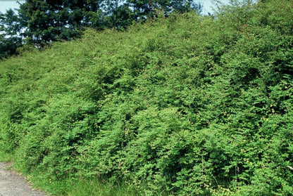 Buitenplant 12x Symphoricarpos chenaultii 'Hancock' - Pot Ø 9cm Hoogte ↕ 10-25cm