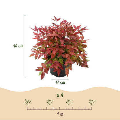 Buitenplant - Nandina Blush Pink - Groenblijvend - Pot Ø 17cm Hoogte ↕ 40cm