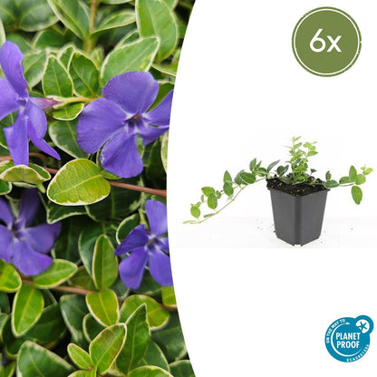 Buitenplant 6x Vinca minor 'Ralph Shugert' - Bloeiend - Pot Ø 9cm Hoogte ↕ 10-25cm