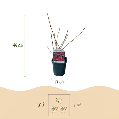 Buitenplant - Ribes sanguineum 'Kind Edward' - Bloeiend - Pot Ø 17cm Hoogte ↕ 45cm