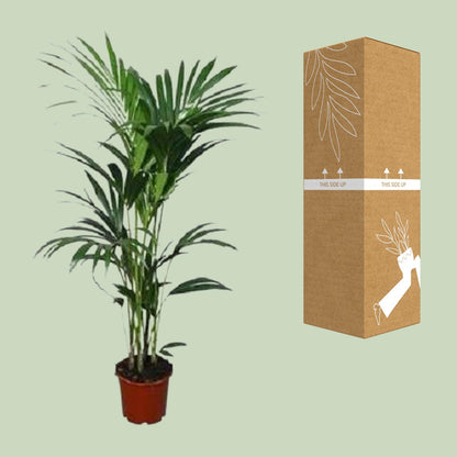 XL kamerplant - Howea Forsteriana - Pot Ø 21cm Hoogte ↕ 120cm