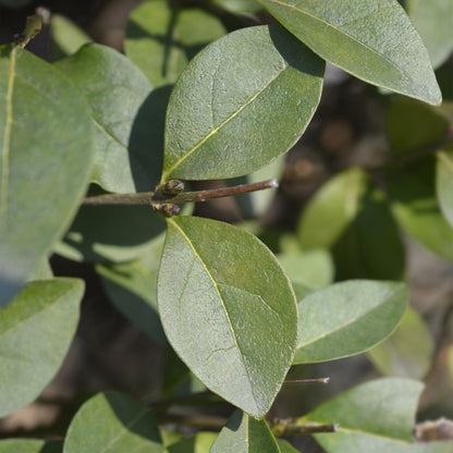 Buitenplant 8x Ligustrum ovalifolium - Groenblijvend - Pot Ø 9cm Hoogte ↕ 35-40cm