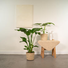 Kamerplant - Strelitzia Nicolai ↕85cm + Alocasia Macrorrhiza ↕70cm - Met mand - Pot Ø 19cm