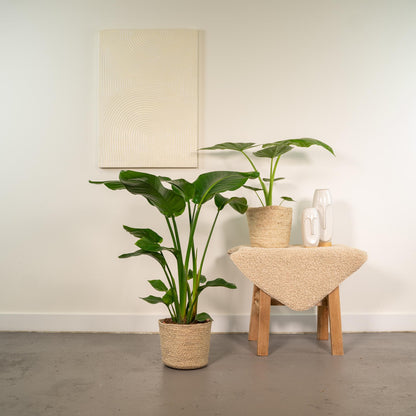 Kamerplant - Strelitzia Nicolai ↕85cm + Alocasia Macrorrhiza ↕70cm - Met mand - Pot Ø 19cm