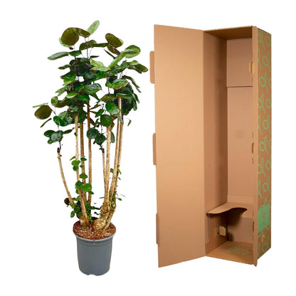 XL plant - Polyscias Fabian - Pot Ø 30cm Hoogte ↕ 150cm