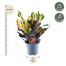 Kamerplant - Codiaeum variegatum 'Mammi' - Pot Ø 12cm Hoogte ↕ 30cm