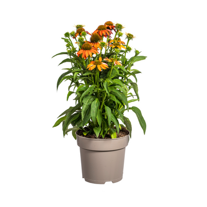 Buitenplant - Echinacea Purpurea Orange - Bloeiend - Pot Ø 19cm Hoogte ↕ 60-70cm
