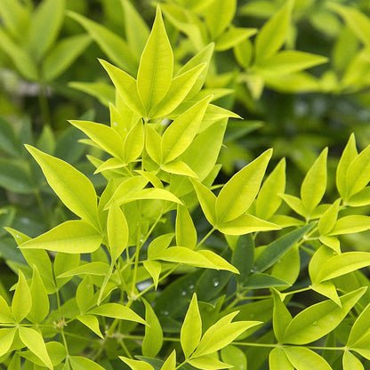 Buitenplant - Nandina Lemon & Lime - Groenblijvend - Pot Ø 17cm Hoogte ↕ 45cm