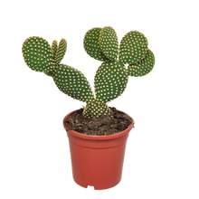 Kamerplant - Opuntia microdasys - Hoogte ↕ 17cm