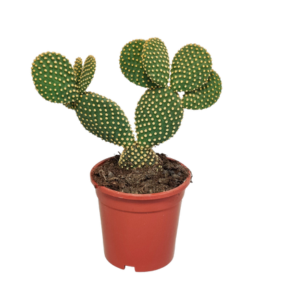 Kamerplant - Opuntia microdasys - Hoogte ↕ 17cm